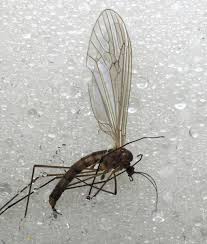 Attēlu rezultāti vaicājumam “Trichocera”