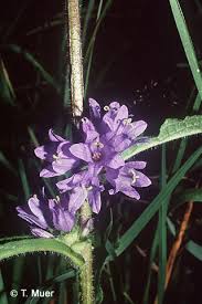 Attēlu rezultāti vaicājumam “Campanula cervicaria”