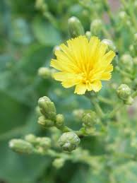 Attēlu rezultāti vaicājumam “Lactuca sativa flower”