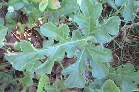 Attēlu rezultāti vaicājumam “Citrullus lanatus”