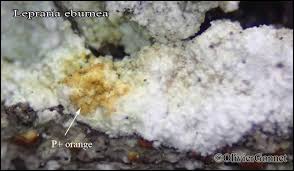 Attēlu rezultāti vaicājumam “Lepraria”