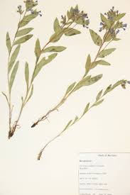 Attēlu rezultāti vaicājumam “Boraginaceae”