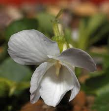 Attēlu rezultāti vaicājumam “Viola rupestris flower”