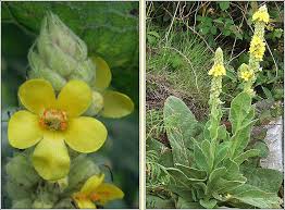 Attēlu rezultāti vaicājumam “Verbascum thapsus flower”