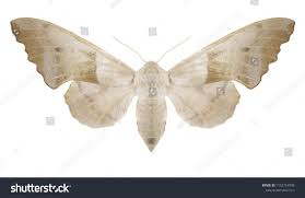 Attēlu rezultāti vaicājumam “Laothoe amurensis”