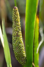 Attēlu rezultāti vaicājumam “Acorus calamus fruit”