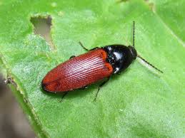 Attēlu rezultāti vaicājumam “Ampedus sp.”