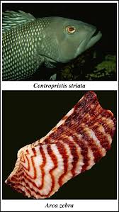 Image result for Centropristis striata
