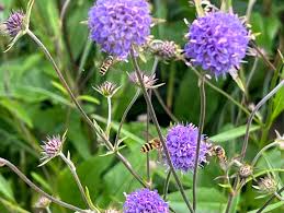 Attēlu rezultāti vaicājumam “Succisa pratensis bud”