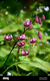 Attēlu rezultāti vaicājumam “Lilium martagon flower”