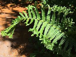 Attēlu rezultāti vaicājumam “Cribraria costata”