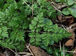 Attēlu rezultāti vaicājumam “Anthriscus sylvestris leaf”
