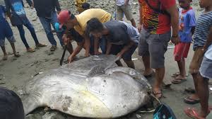 Image result for Mola mola