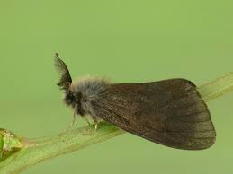 Attēlu rezultāti vaicājumam “Canephora hirsuta larva”