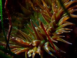 Attēlu rezultāti vaicājumam “Tubifera applanata macro”