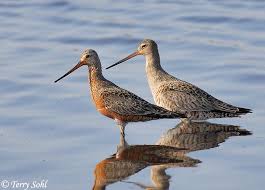 Image result for Limosa haemastica