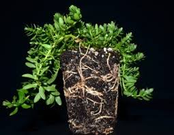 Attēlu rezultāti vaicājumam “Glaux maritima leaf”