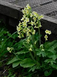 Attēlu rezultāti vaicājumam “Primula elatior flower”