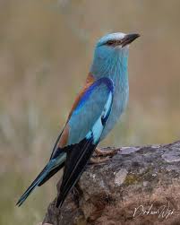 Attēlu rezultāti vaicājumam “Coracias garrulus adult”