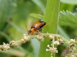 Attēlu rezultāti vaicājumam “Phyllobrotica quadrimaculata”
