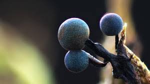 Attēlu rezultāti vaicājumam “Lamproderma nigrescens young”