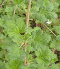 Attēlu rezultāti vaicājumam “Ribes uva-crispa leaf”