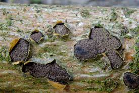 Attēlu rezultāti vaicājumam “Diatrype disciformis”