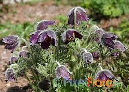 Attēlu rezultāti vaicājumam “Pulsatilla pratensis fruit”