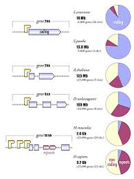 Image result for genome sizes
