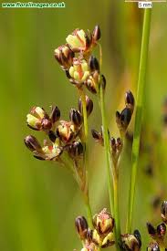 Attēlu rezultāti vaicājumam “Juncus gerardii bud”