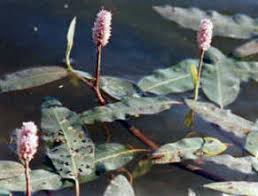 Attēlu rezultāti vaicājumam “Polygonum amphibium leaf”