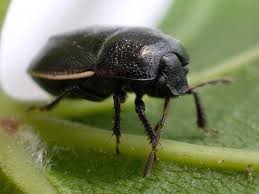 Attēlu rezultāti vaicājumam “Cydnidae”