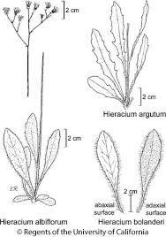 Attēlu rezultāti vaicājumam “Hieracium”