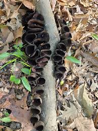 Attēlu rezultāti vaicājumam “Urnula craterium”