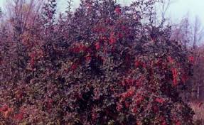 Attēlu rezultāti vaicājumam “Berberis vulgaris”