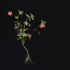 Image result for Anagallis arvensis