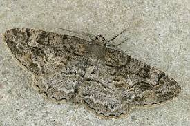 Attēlu rezultāti vaicājumam “Alcis repandata”