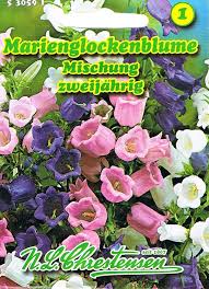 Image result for Marienglockenblumen