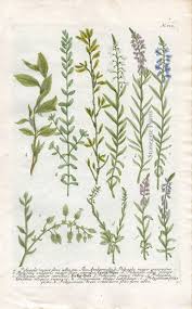 Attēlu rezultāti vaicājumam “Polygala vulgaris”