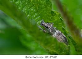 Attēlu rezultāti vaicājumam “Sitona sp.”