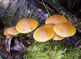 Attēlu rezultāti vaicājumam “Galerina marginata”