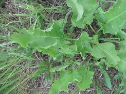 Attēlu rezultāti vaicājumam “Rumex confertus”