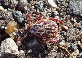 Attēlu rezultāti vaicājumam “Dermacentor reticulatus female”