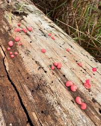 Attēlu rezultāti vaicājumam “Lycogala epidendrum s.str.”