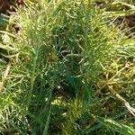 Attēlu rezultāti vaicājumam “Tripleurospermum inodorum”