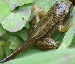 Attēlu rezultāti vaicājumam “Rana temporaria adult”