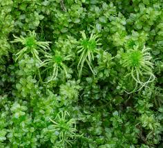 Attēlu rezultāti vaicājumam “Pseudobryum cinclidioides”