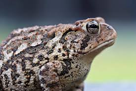 Attēlu rezultāti vaicājumam “Bufo bufo”