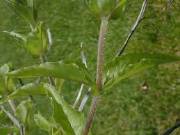 Attēlu rezultāti vaicājumam “Myosoton aquaticum”