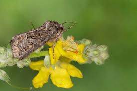 Attēlu rezultāti vaicājumam “Thalpophila matura”